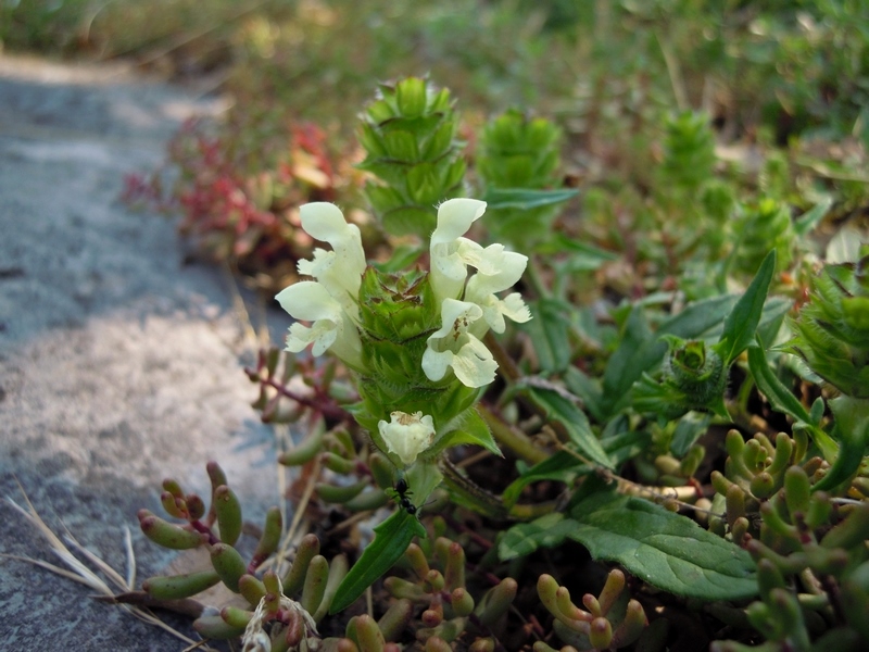 Prunella laciniata